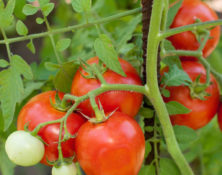 tomates-lg-1024