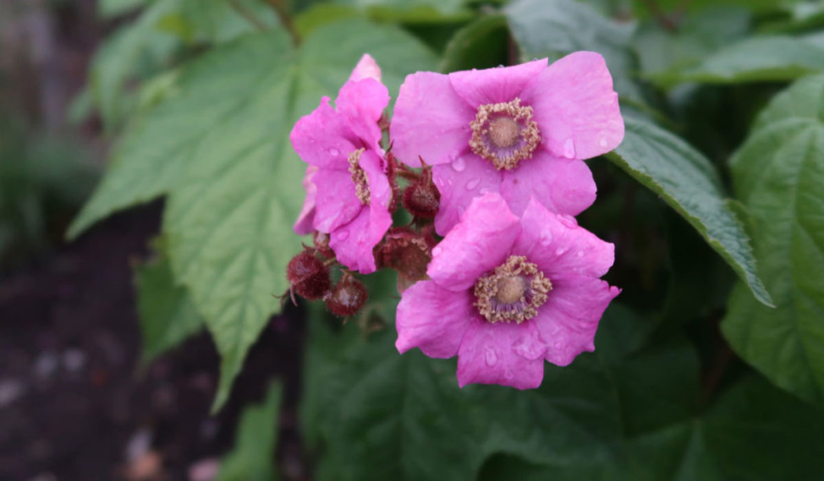 3-Rubus-odoratus-1200-800