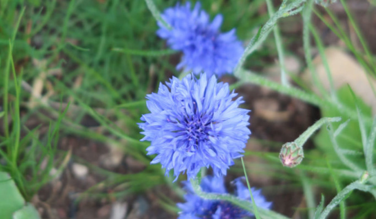 50-Centaurea-Bleuet-,-page-présentant-maison-bleue-no2147-photo-no-0-1200-1800