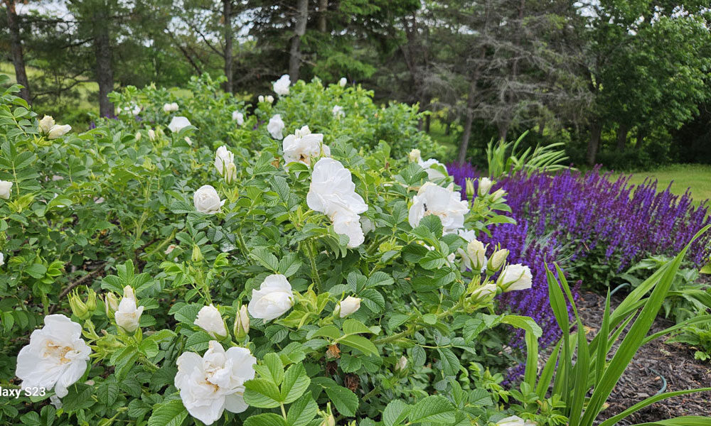 Photo-E-20250630_155050-1000-600